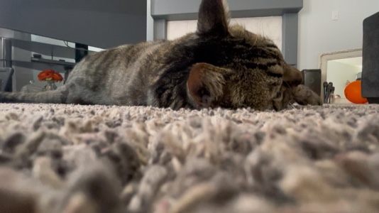Meme de gato 