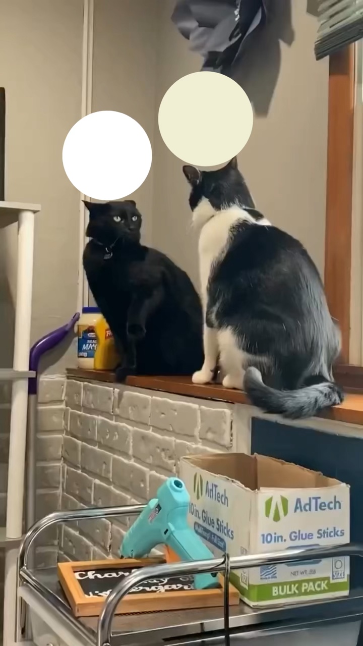 Meme pertarungan kucing 🤷‍♀️