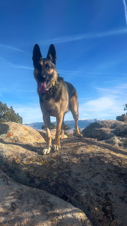 Perros de senderismo 8 clips