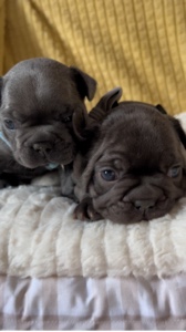 French Bulldogs 