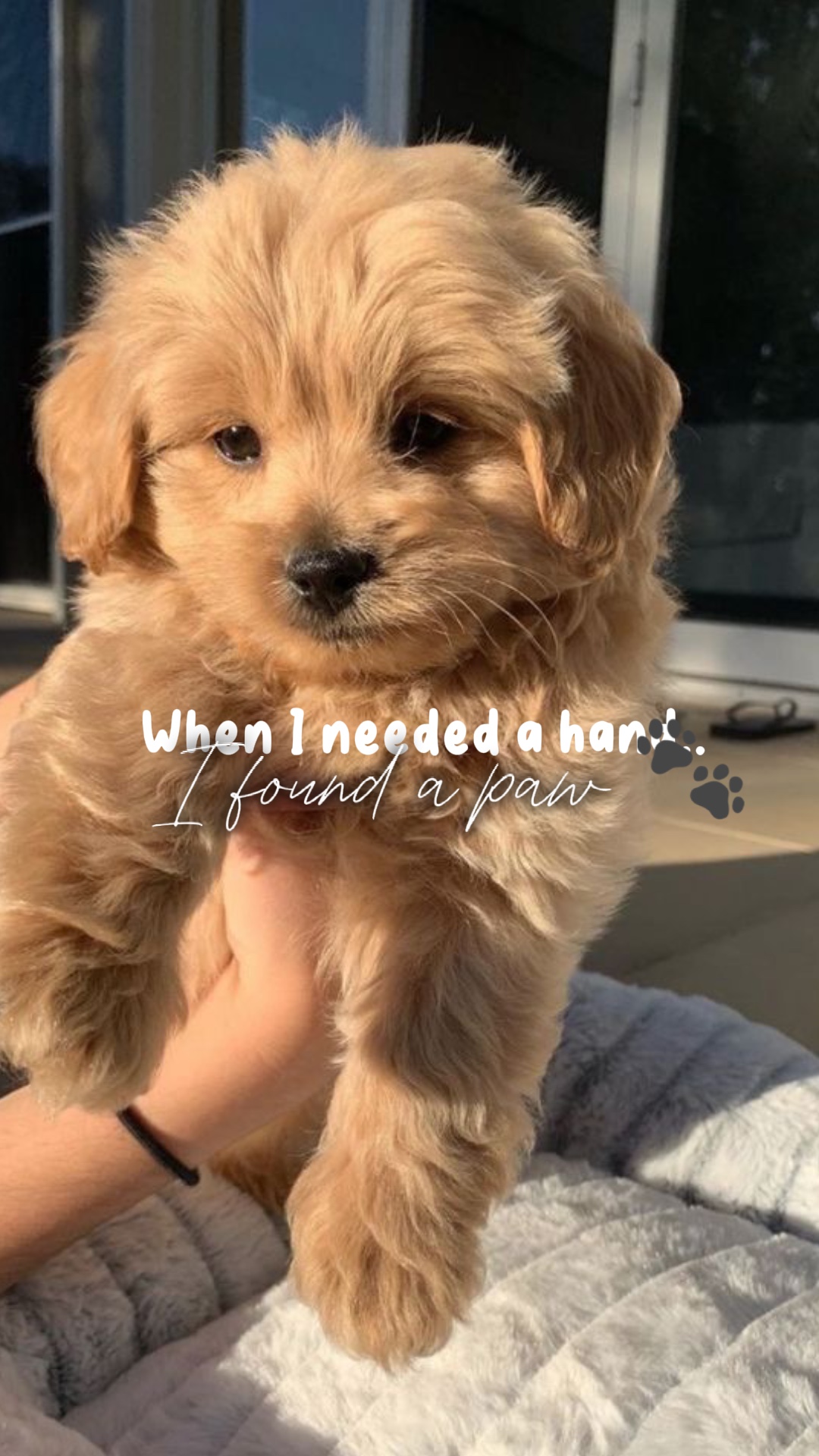 Encontré una pata 🐾