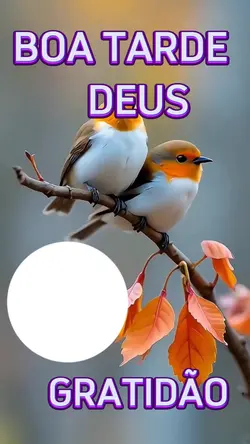 BOA TARDE 