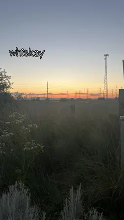 whiskey whiskey