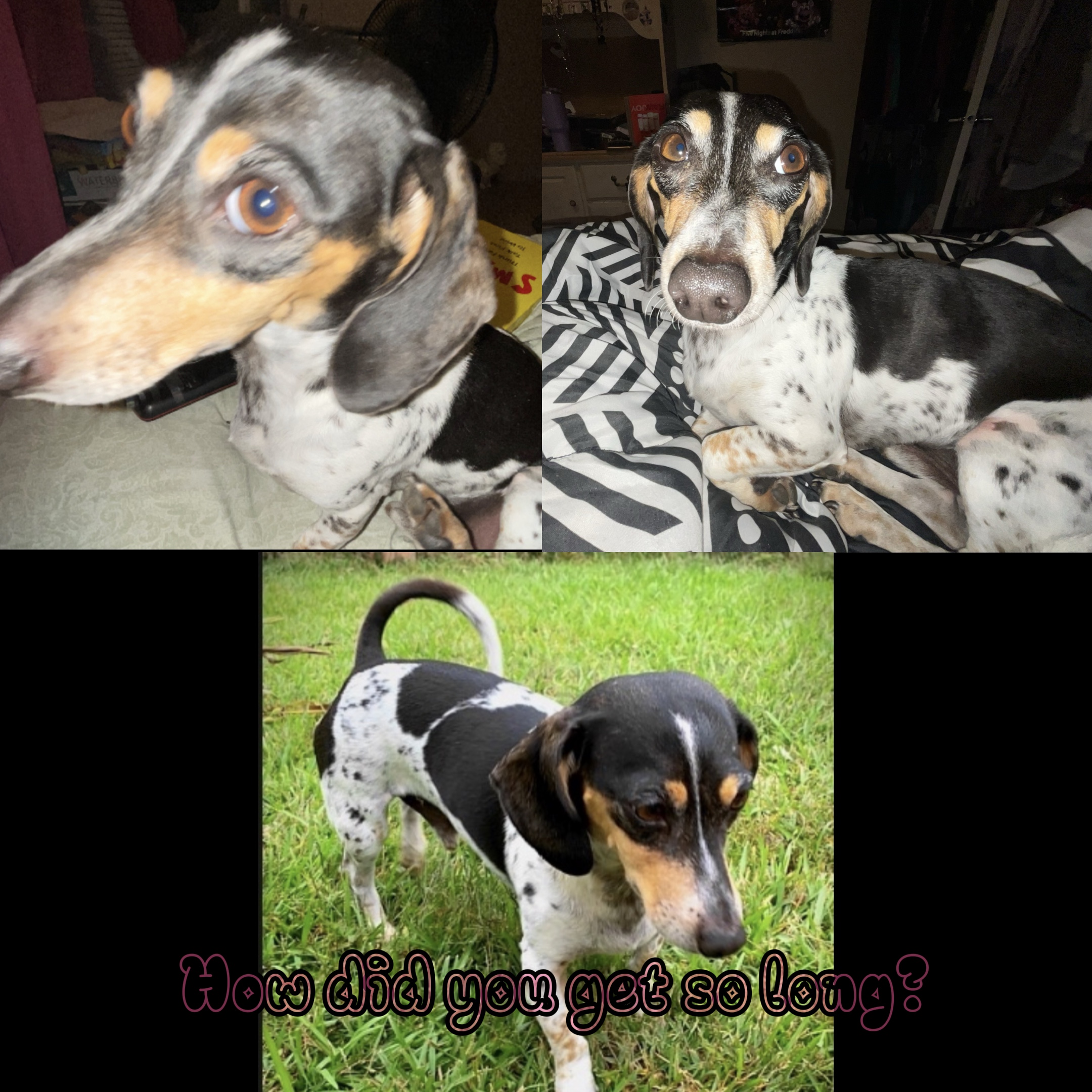 Plantilla de perro Weenie