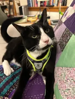 Pet life
