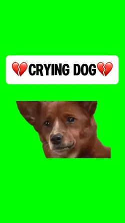 CRYING DOG