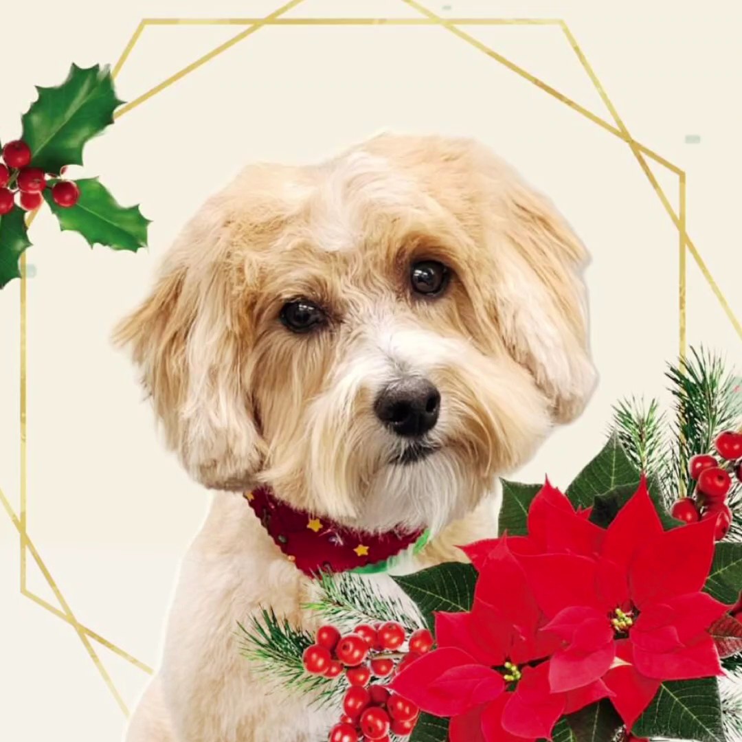Navidad de mascotas 