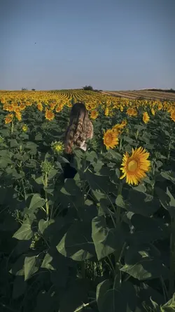 Sunflower Dream 🌻