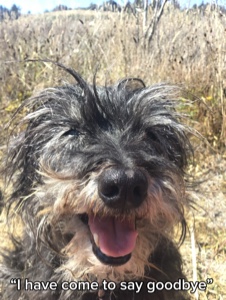 Adiós Bodhi❤️