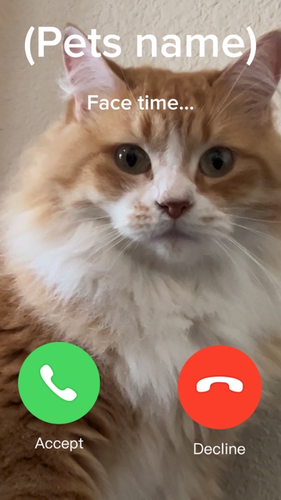 Animal de estimação FaceTime