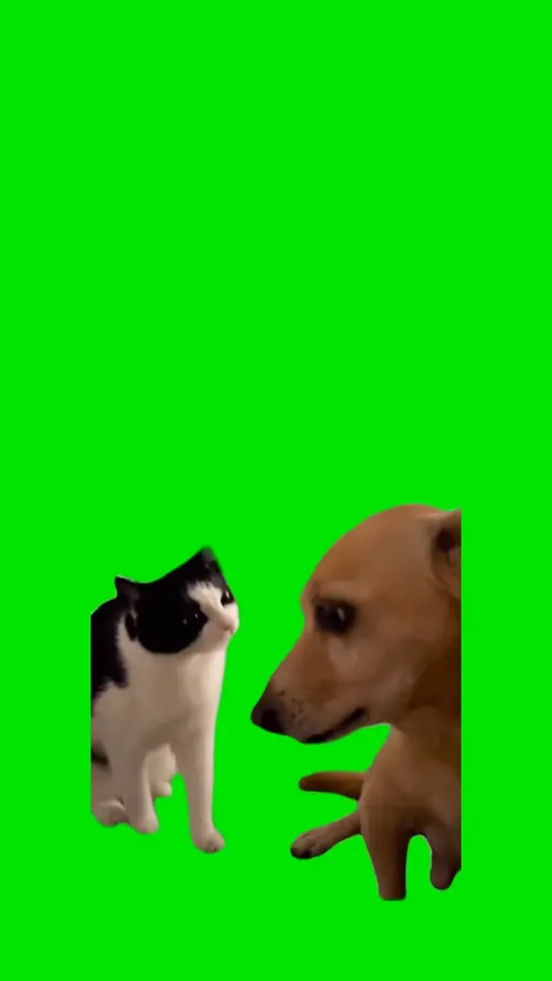Gato e cachorro 