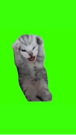 Gatinho miando