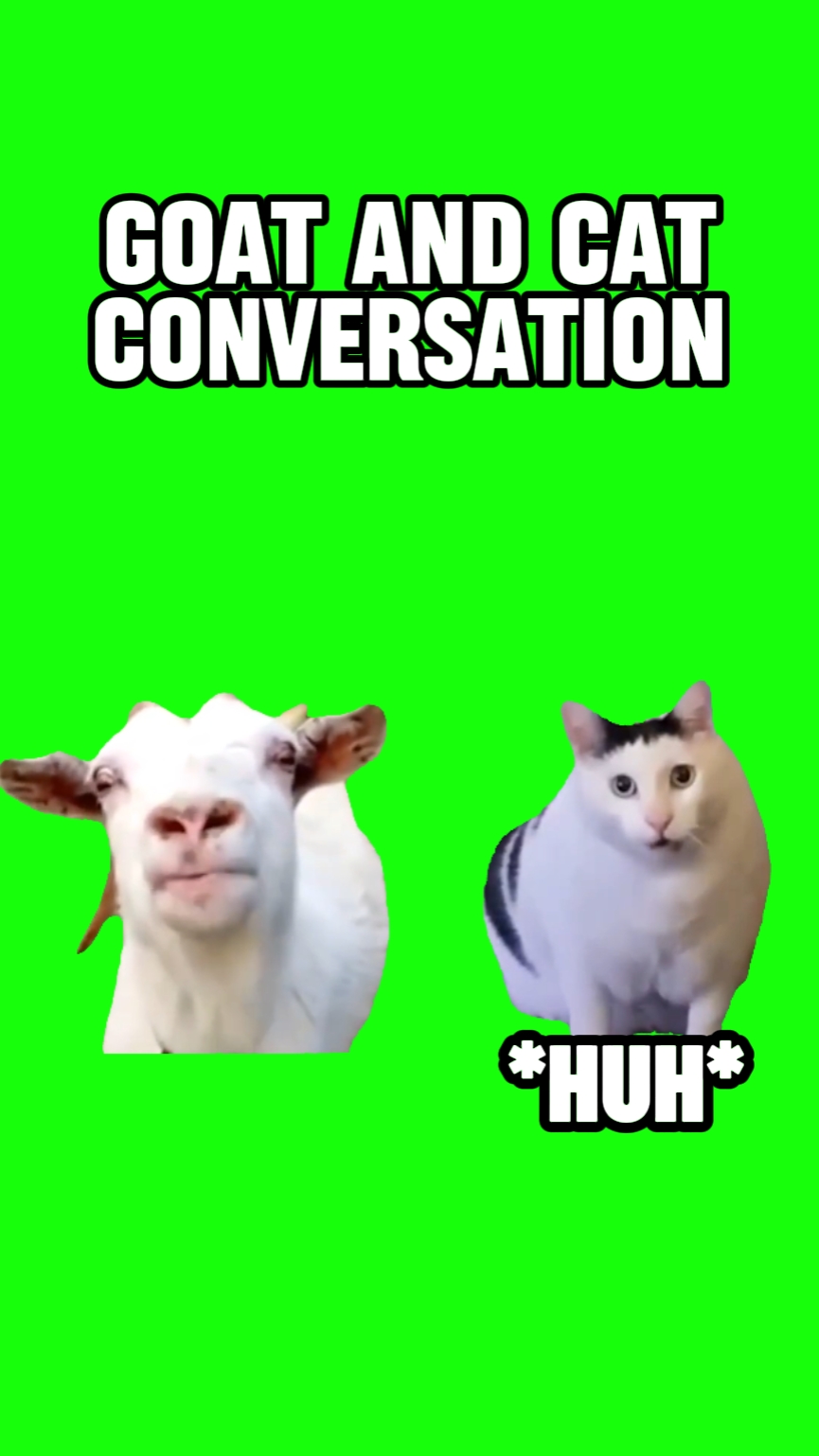  Kedi kediyle konuşuyor