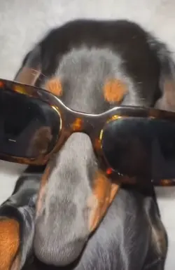 dog of money