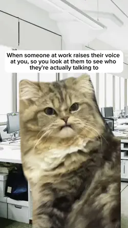Cat Meme
