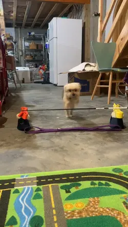 My Puppy Jumping ๐ถ