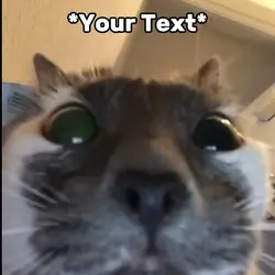 Cat Waiting