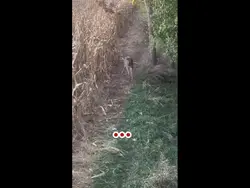 Hunting๐
