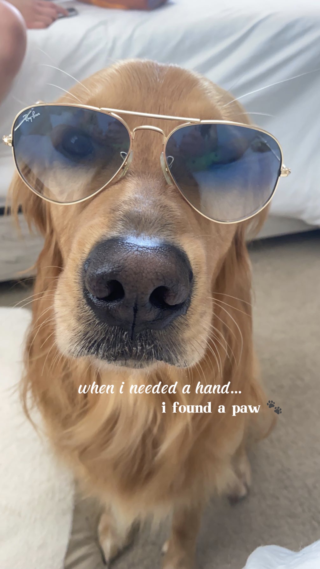 j'ai trouvé une patte 🐾