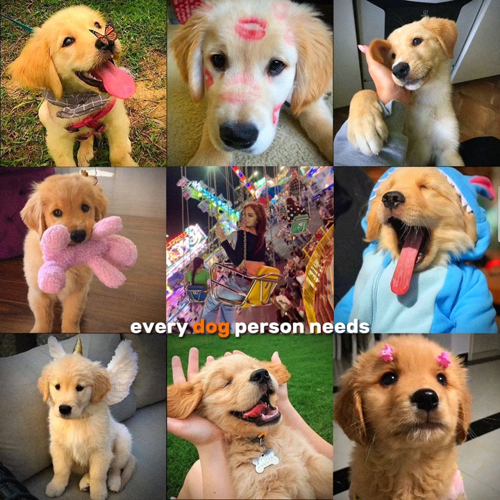 개 + 고양이 사람 