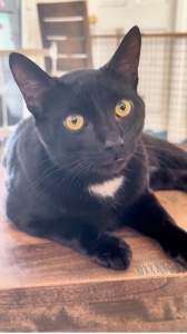 Charla de gatos 