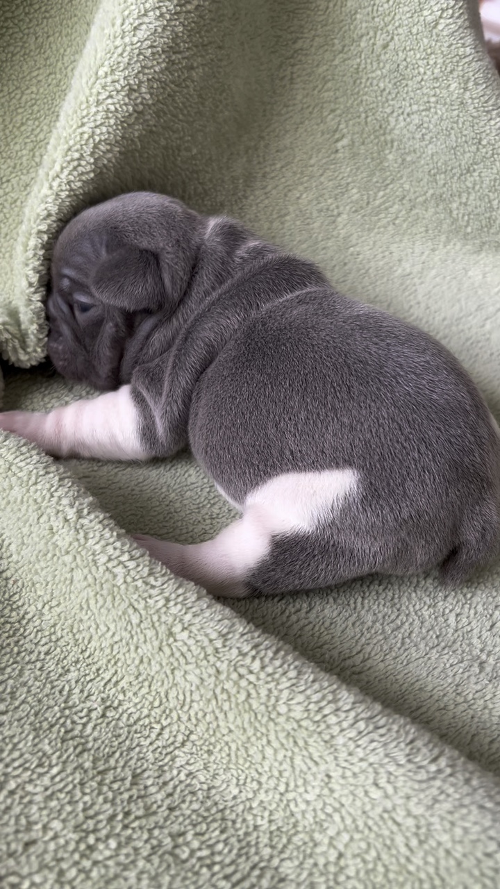 Cachorro de Bulldog Francés