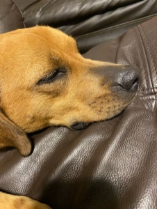My little dog