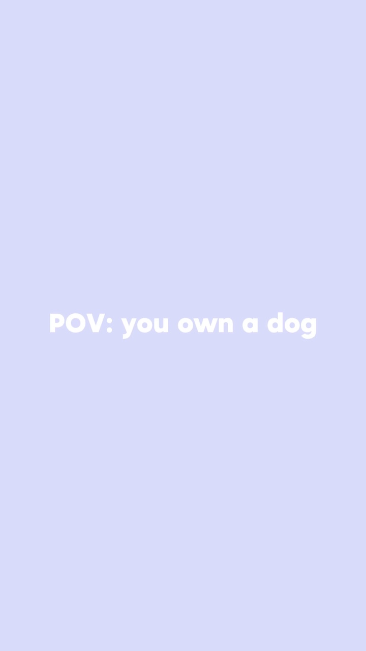 Perro