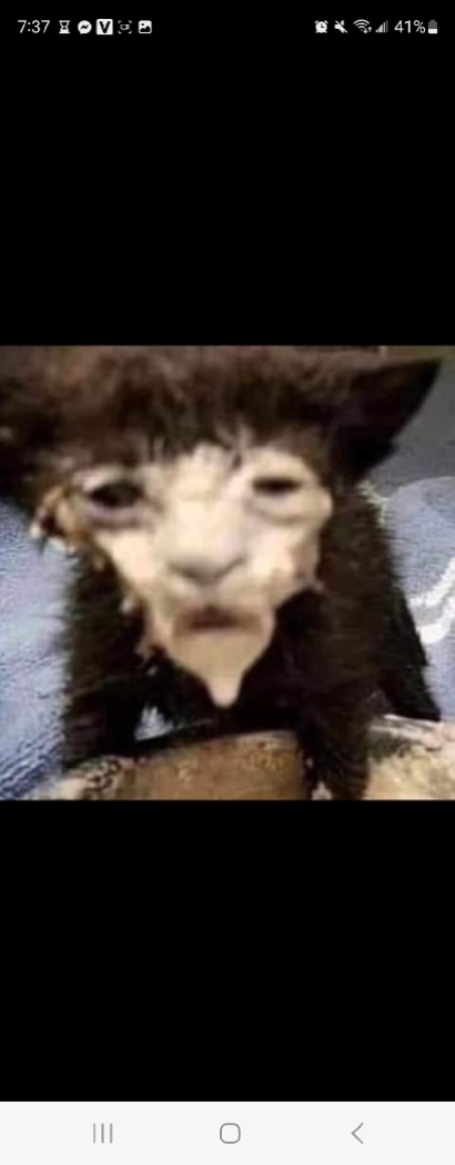 고양이
