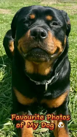 Fav Dog Photos 🐶
