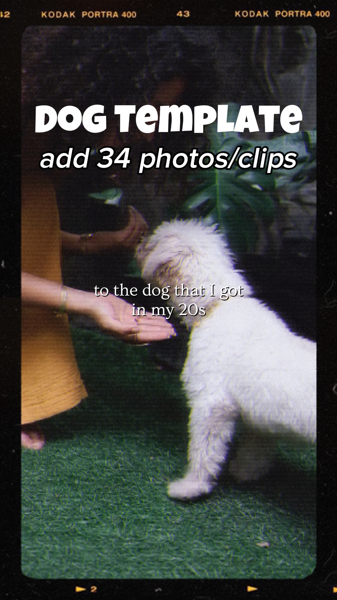 Perro que tengo en mis 20