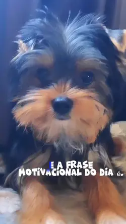 Não desista