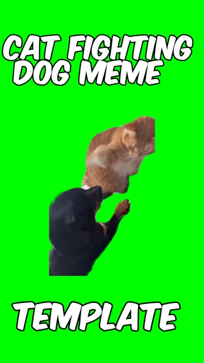 Cat fighting dog 