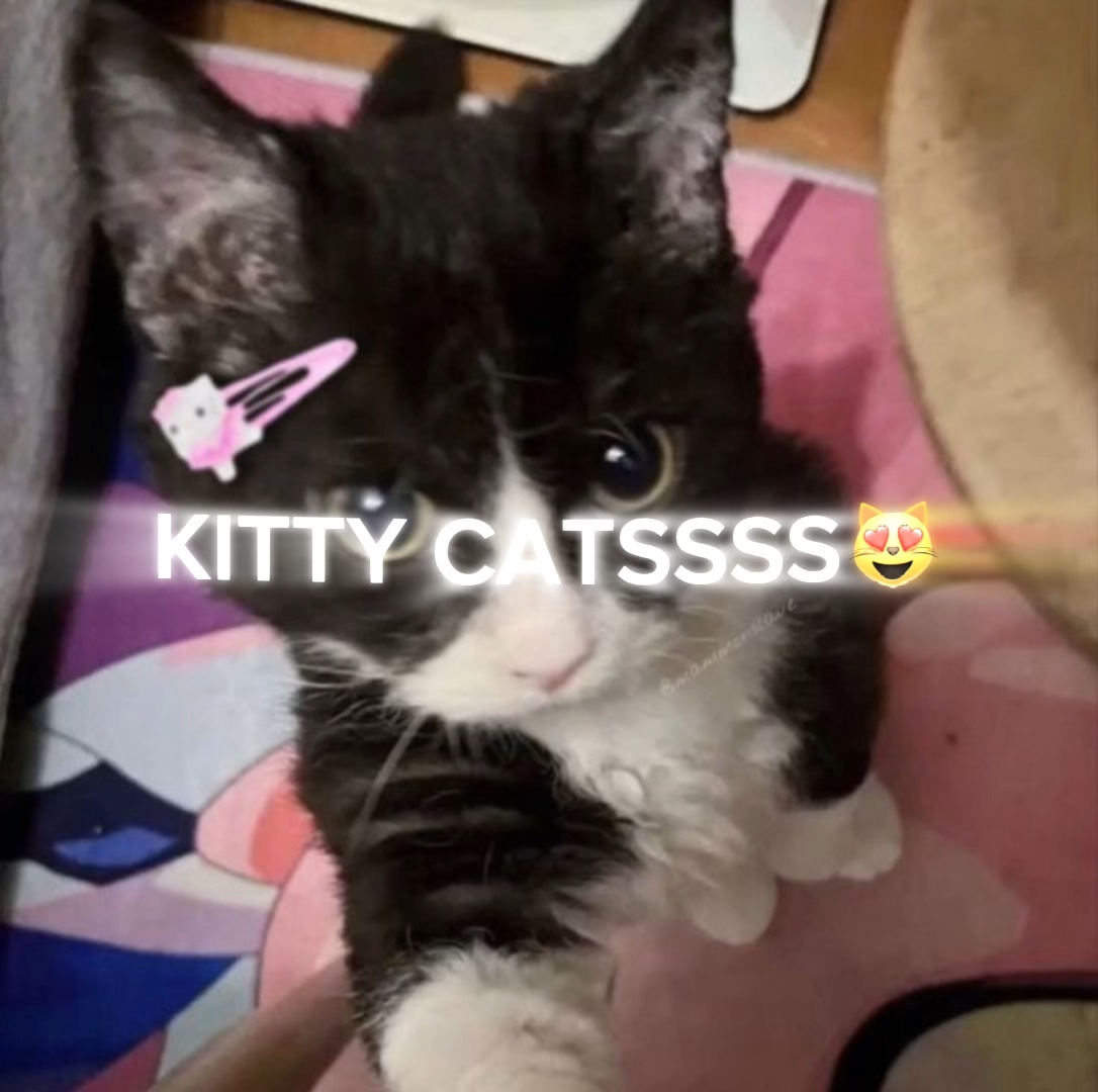 KITTY CATS