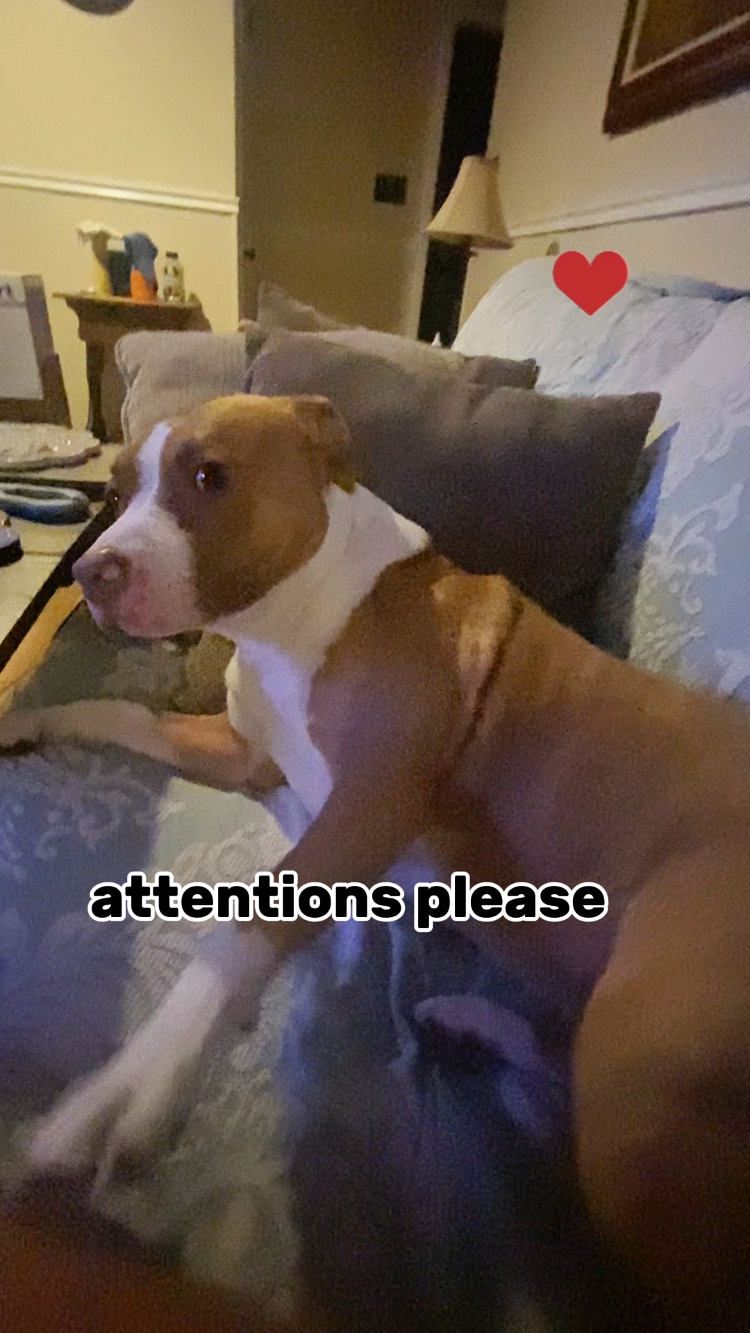 Dikkat lütfen🐶❤️