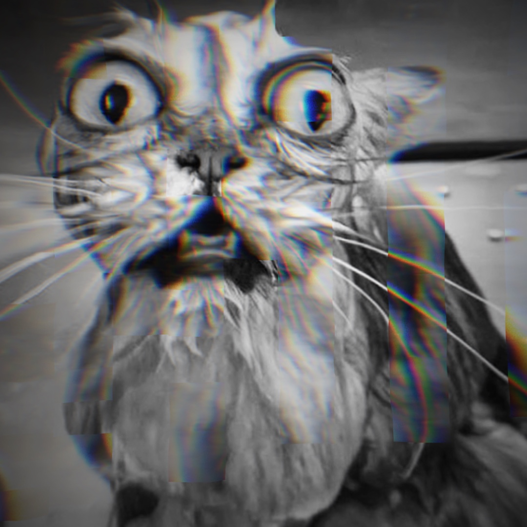 Yeni kediler düzenleme 🐱🐈