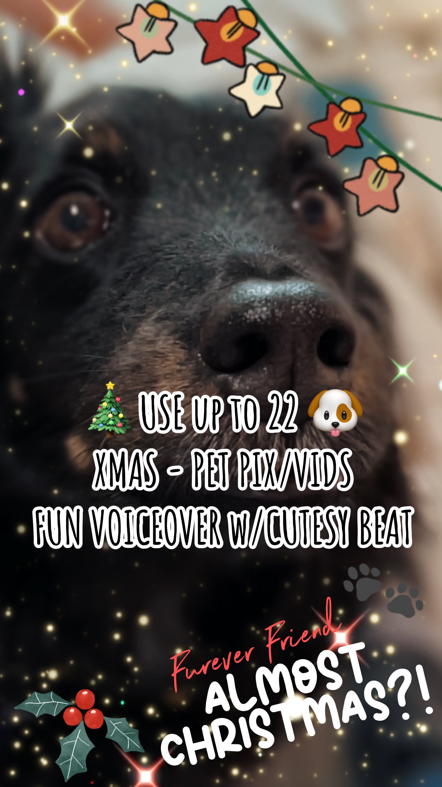 Mascotas❤️Navidad 