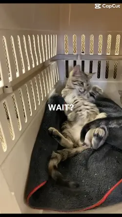 Wait WhATπ‘π€¬πΏ