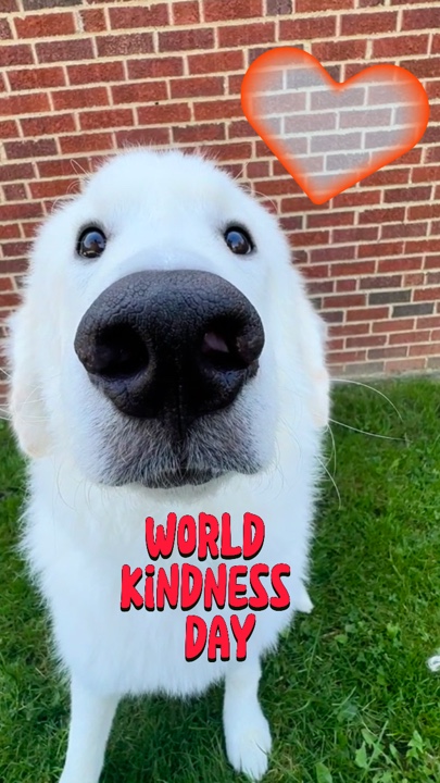 World Kindness Day 