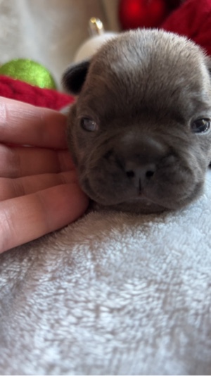 French bulldog puppy