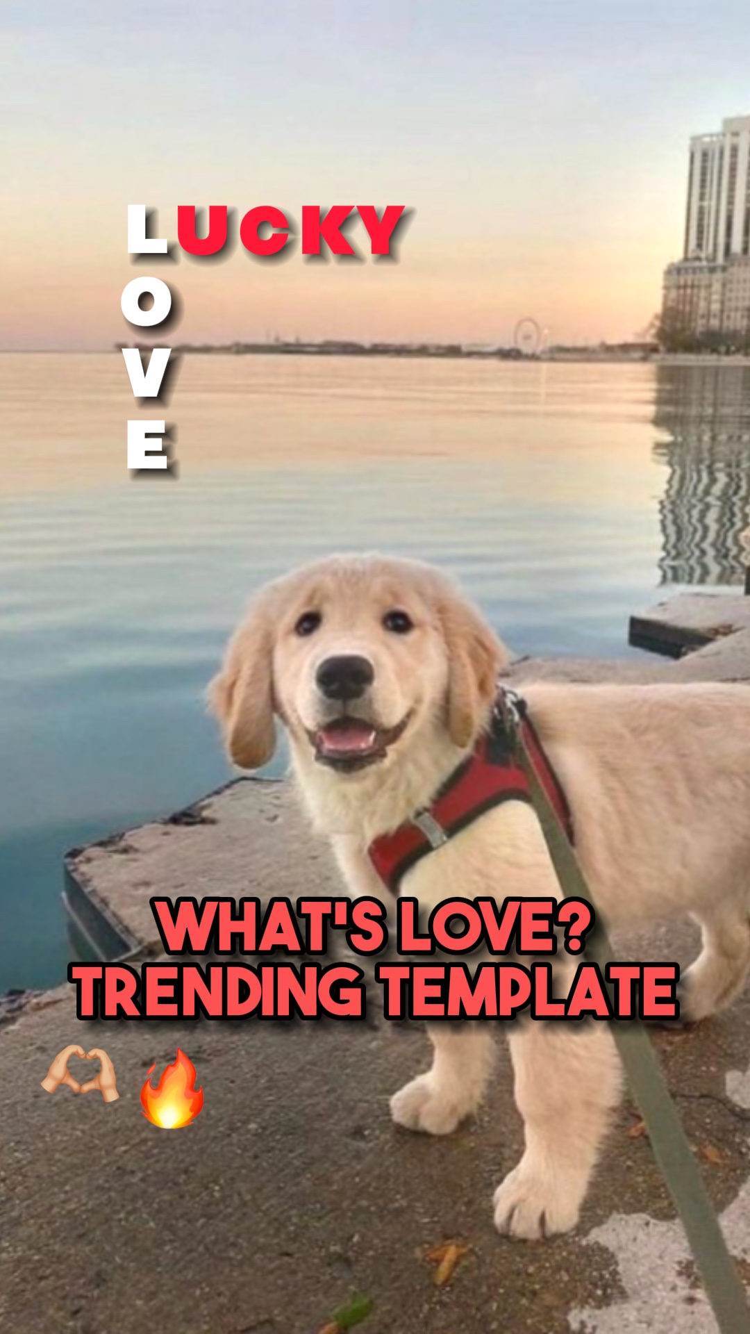 Qu'est-ce que l'amour?🫶🏼