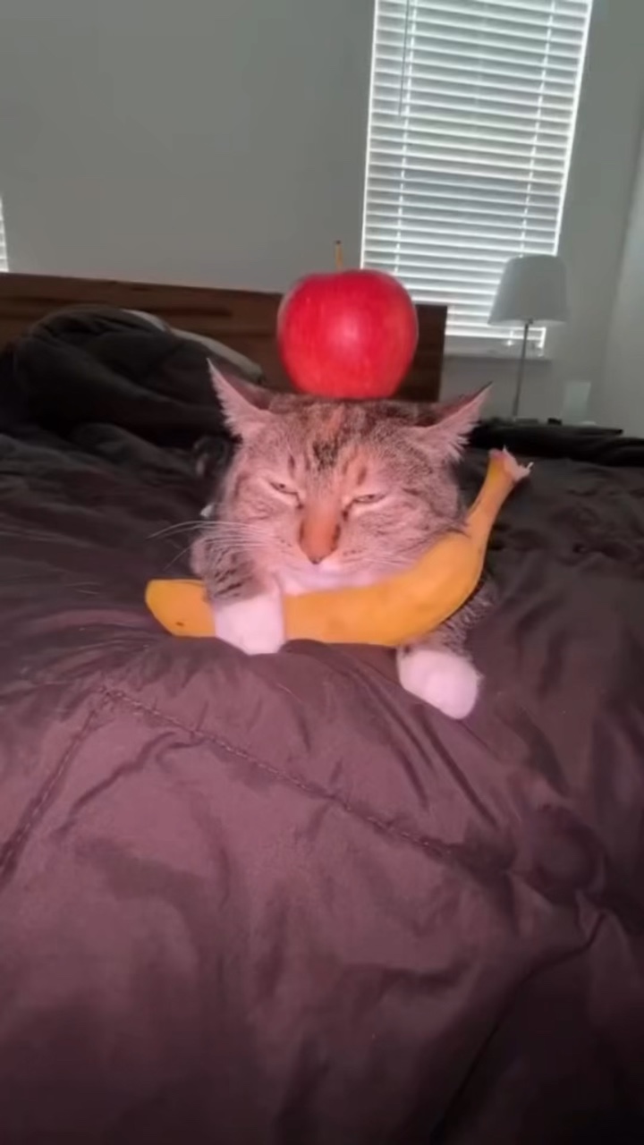고양이 밈