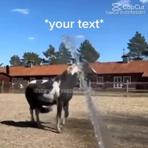 迷因荒谬