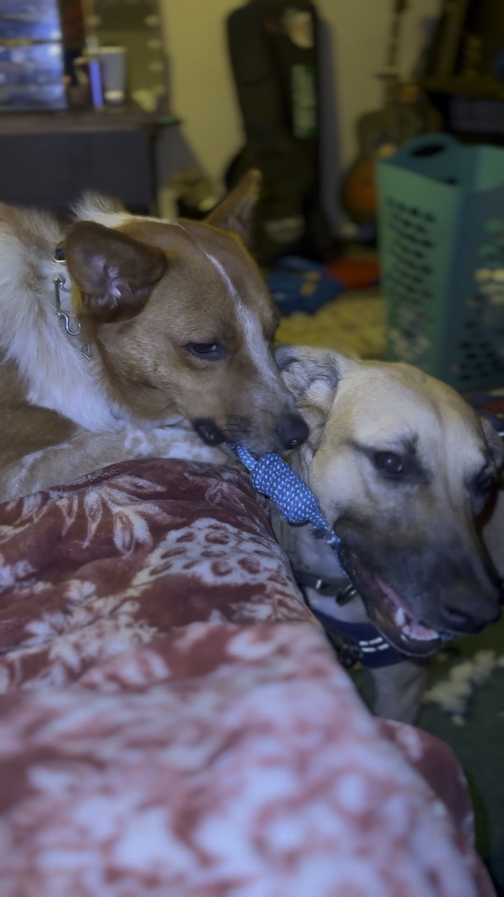 Vidéo de jeu de chien