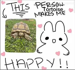 This Tortoise Makes