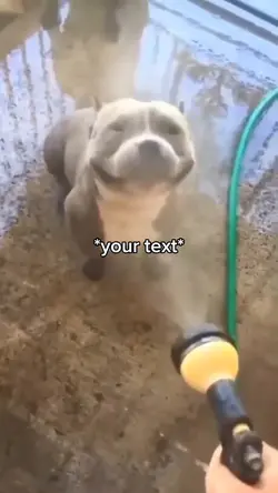Happy Pitbull 