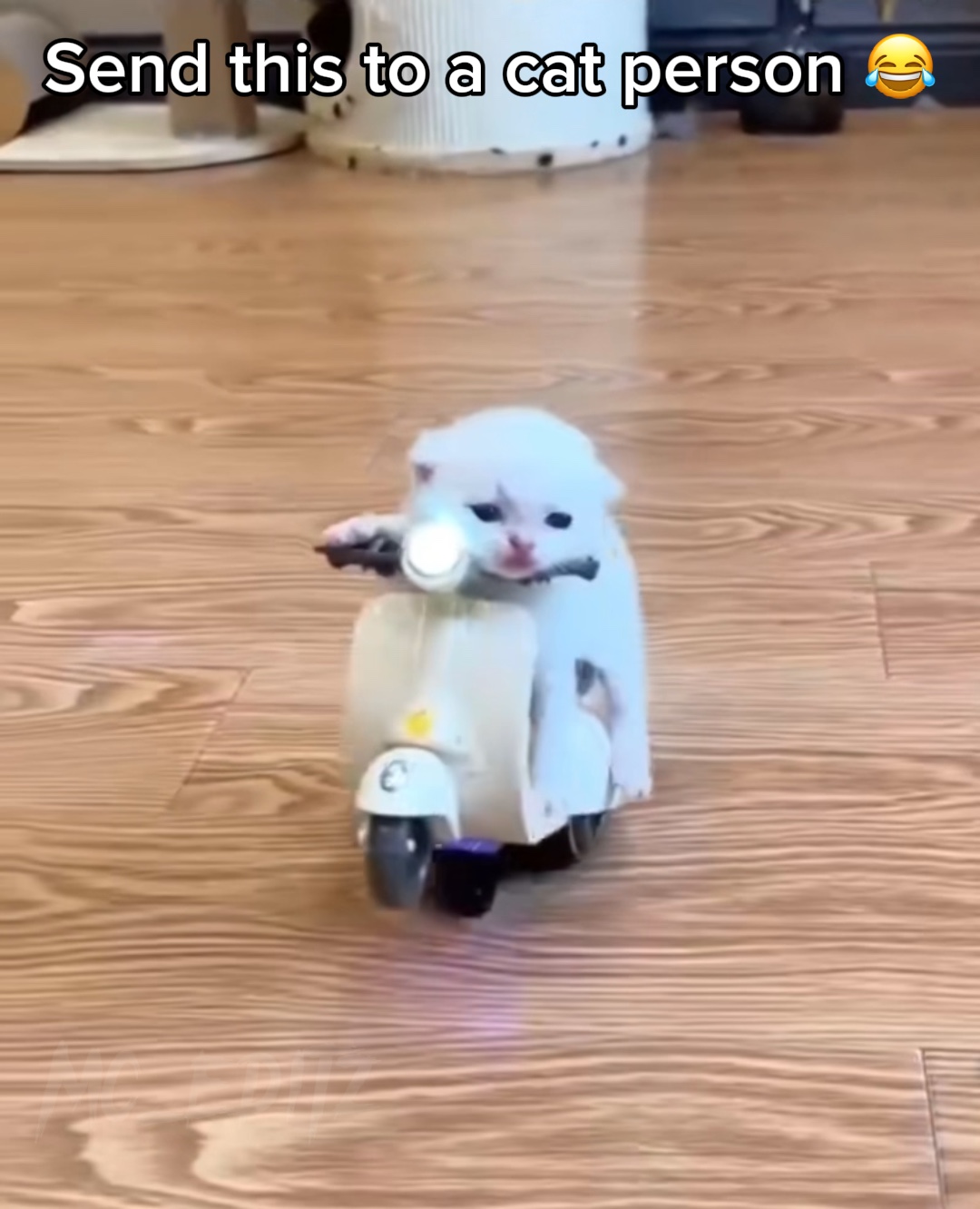 Kedi Hileleri 