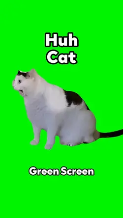 Huh Cat
