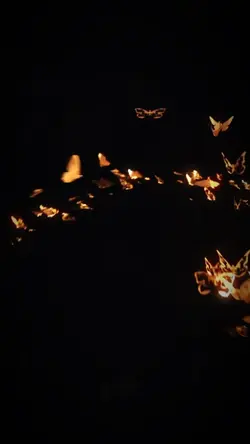 Golden butterflies