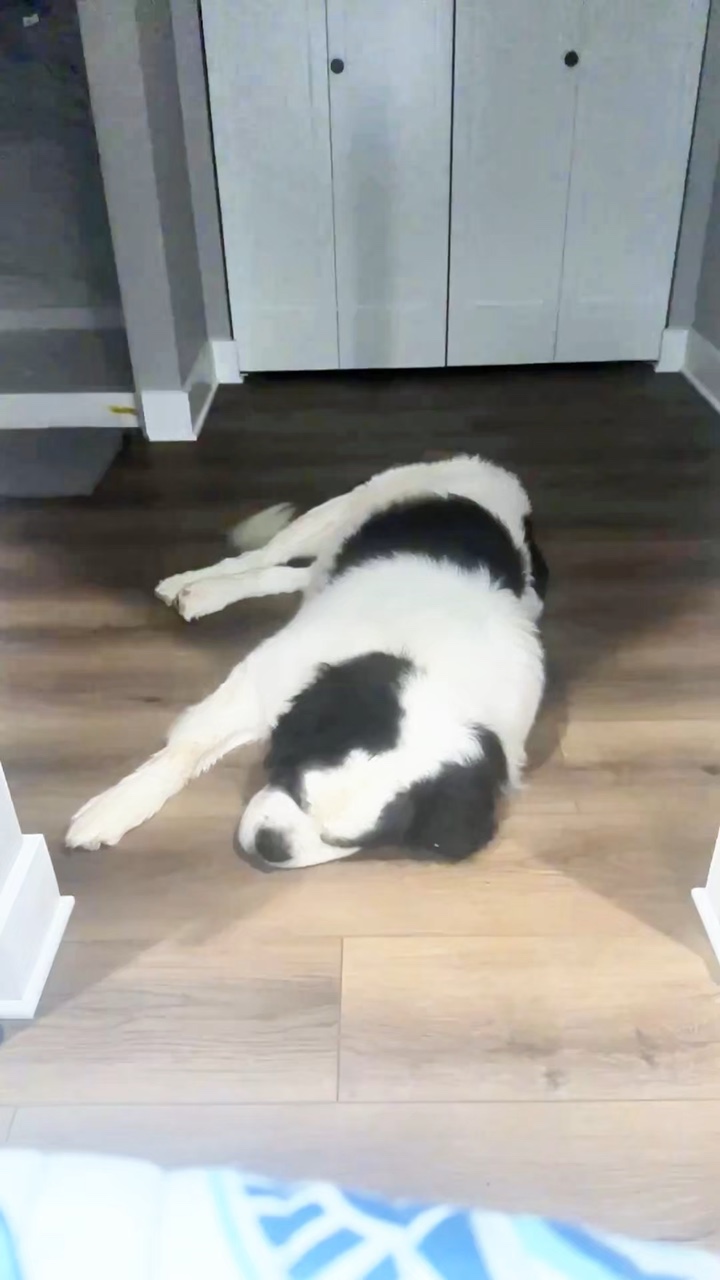 Köpek fotoğraf dökümü